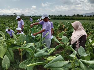 Geotrail Agropolitan dan Minapolitan