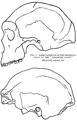 DUBOIS - FOSSIL HUMAN
